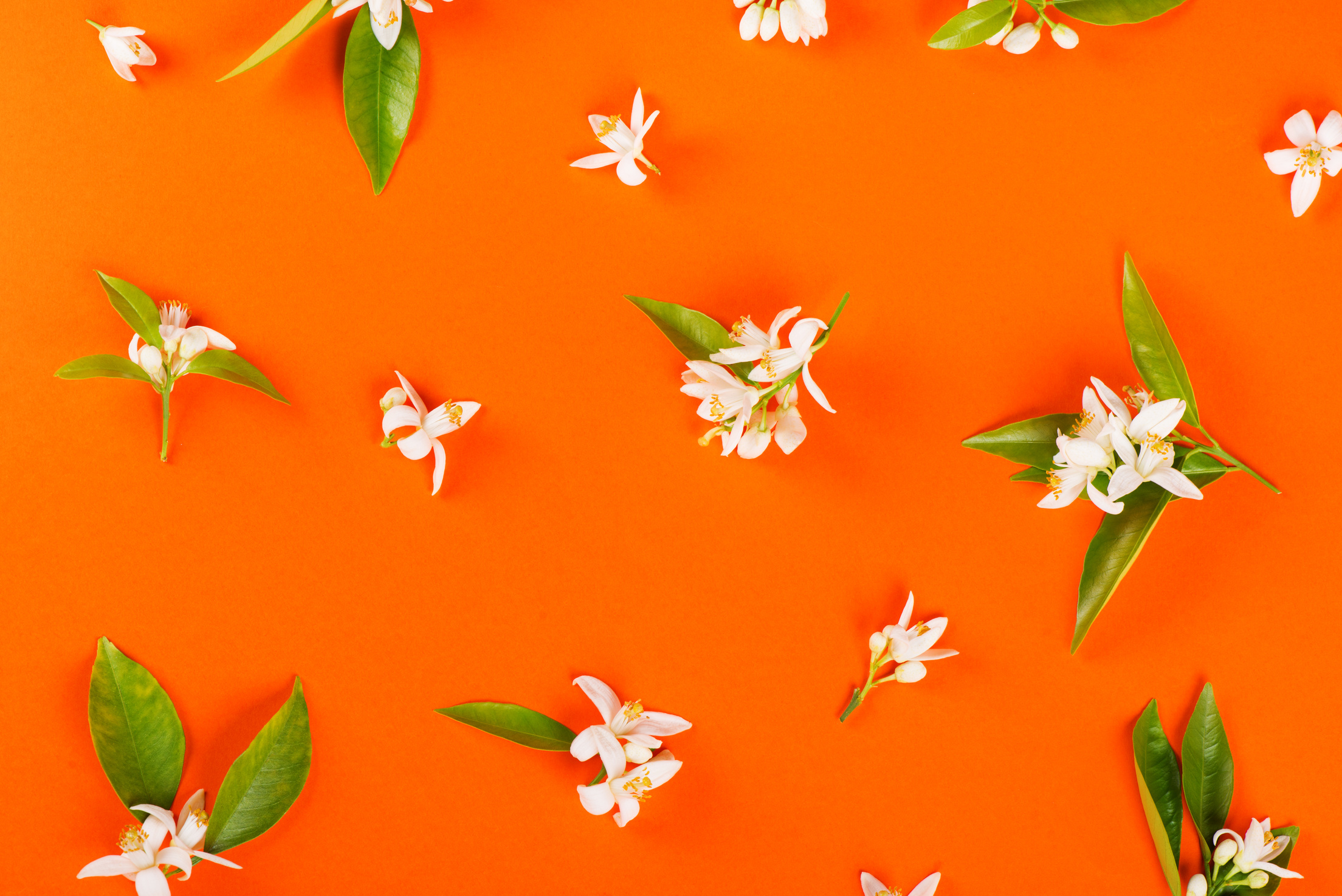 Orange blossom flowers. Top view.